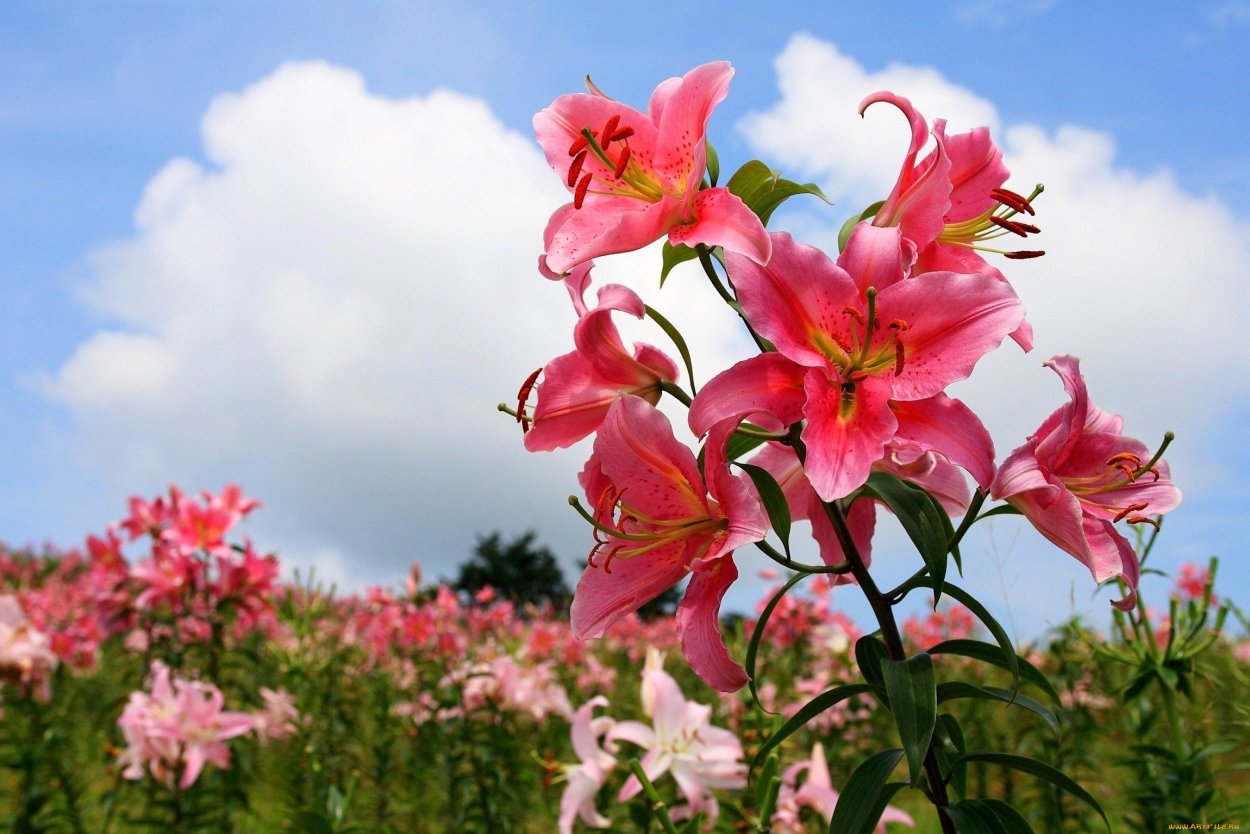 Лилия Диаманте