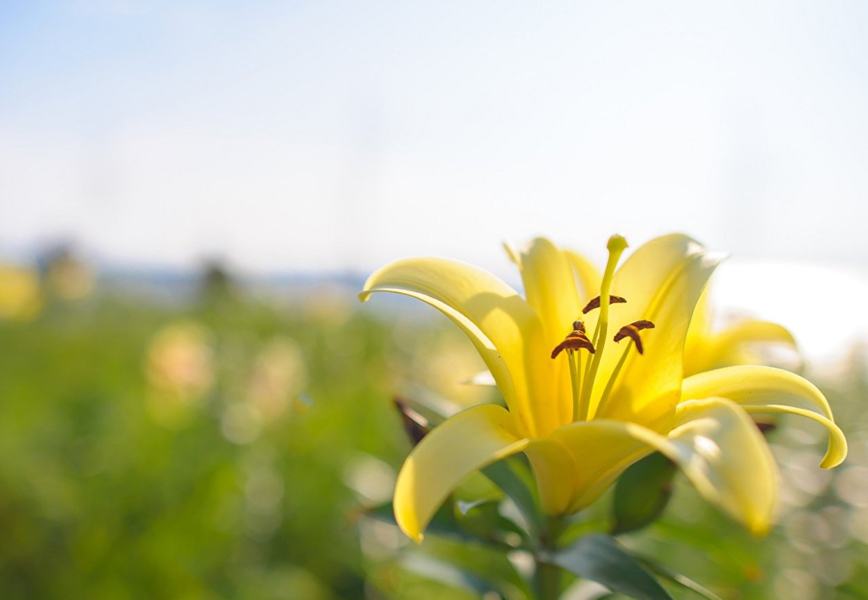 Полевые лилии