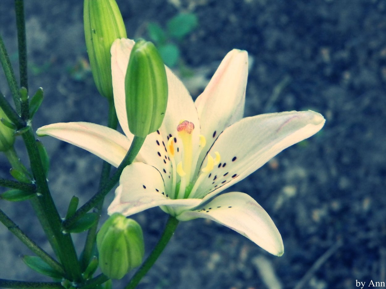 Белая Полевая Лилия