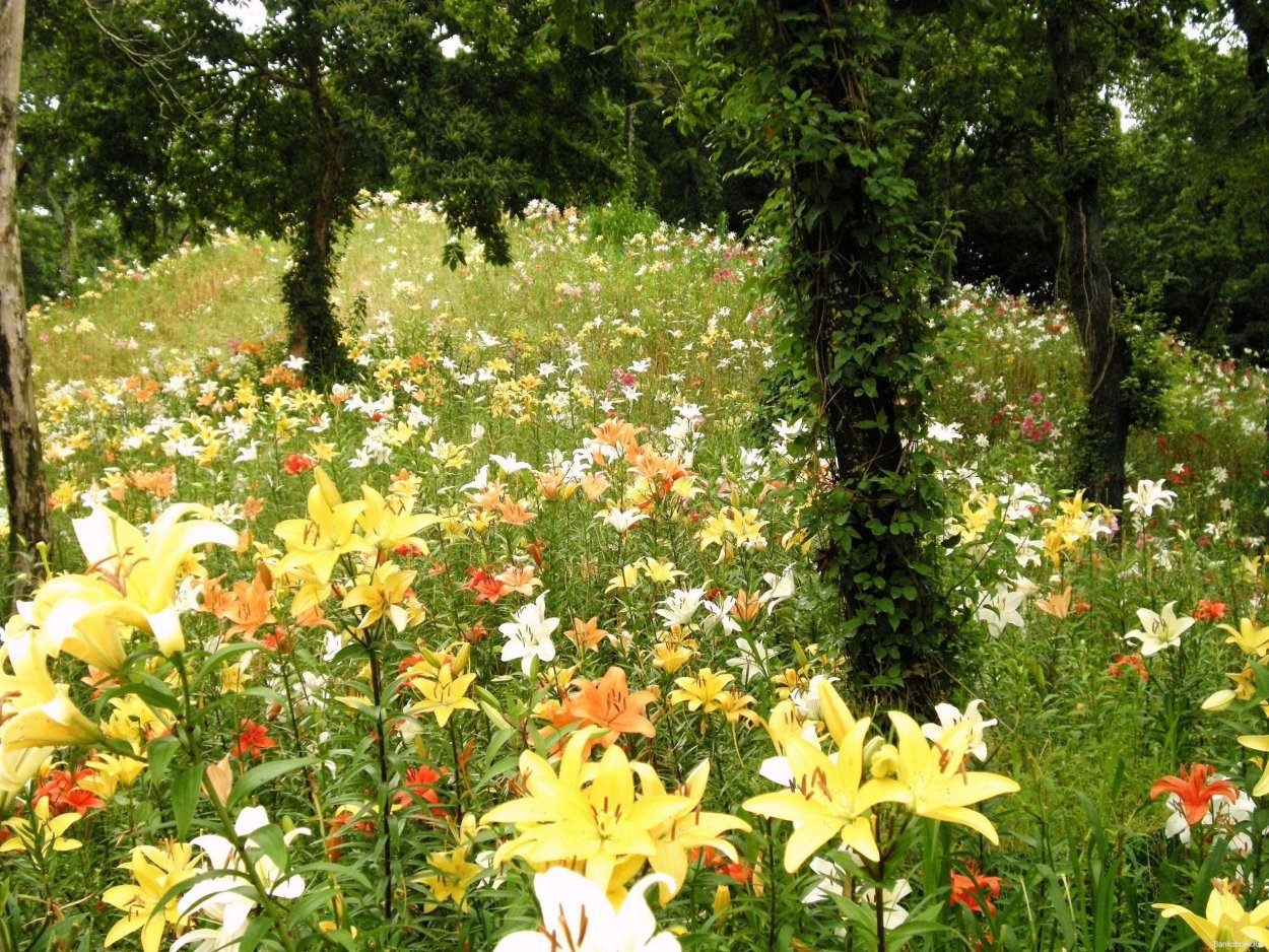 Плантации лилий