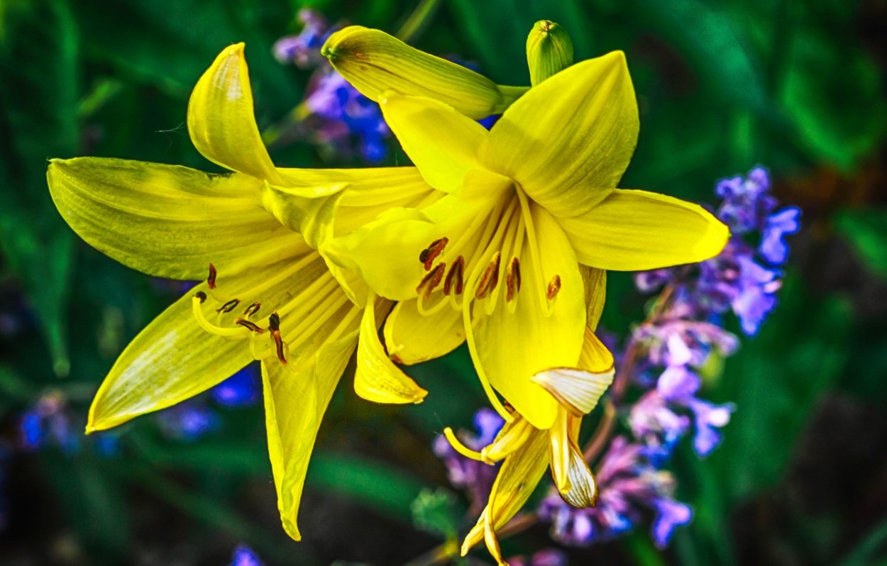 Полевая Лилия цветок