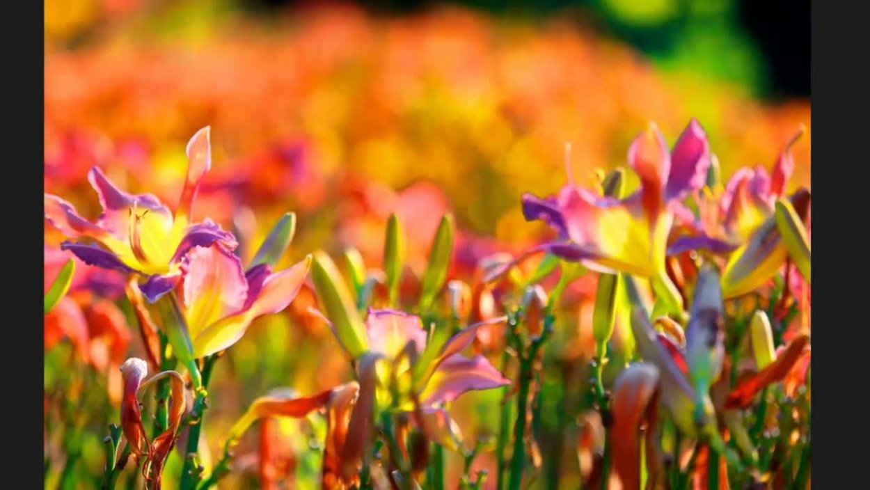 Лилии цветы поле