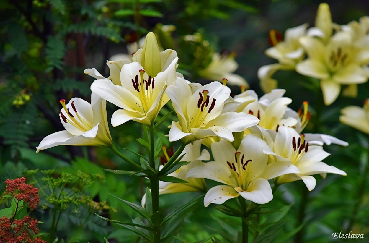 Лилии Белгравия