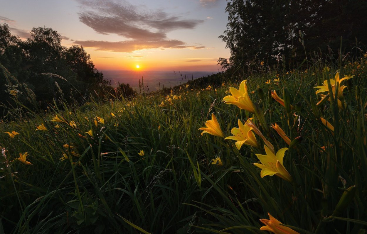 Желтый закат лес