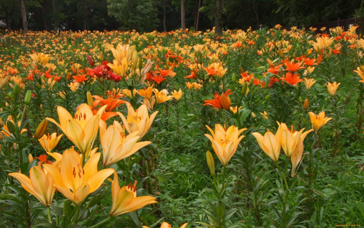 Полевая Лилия цветок