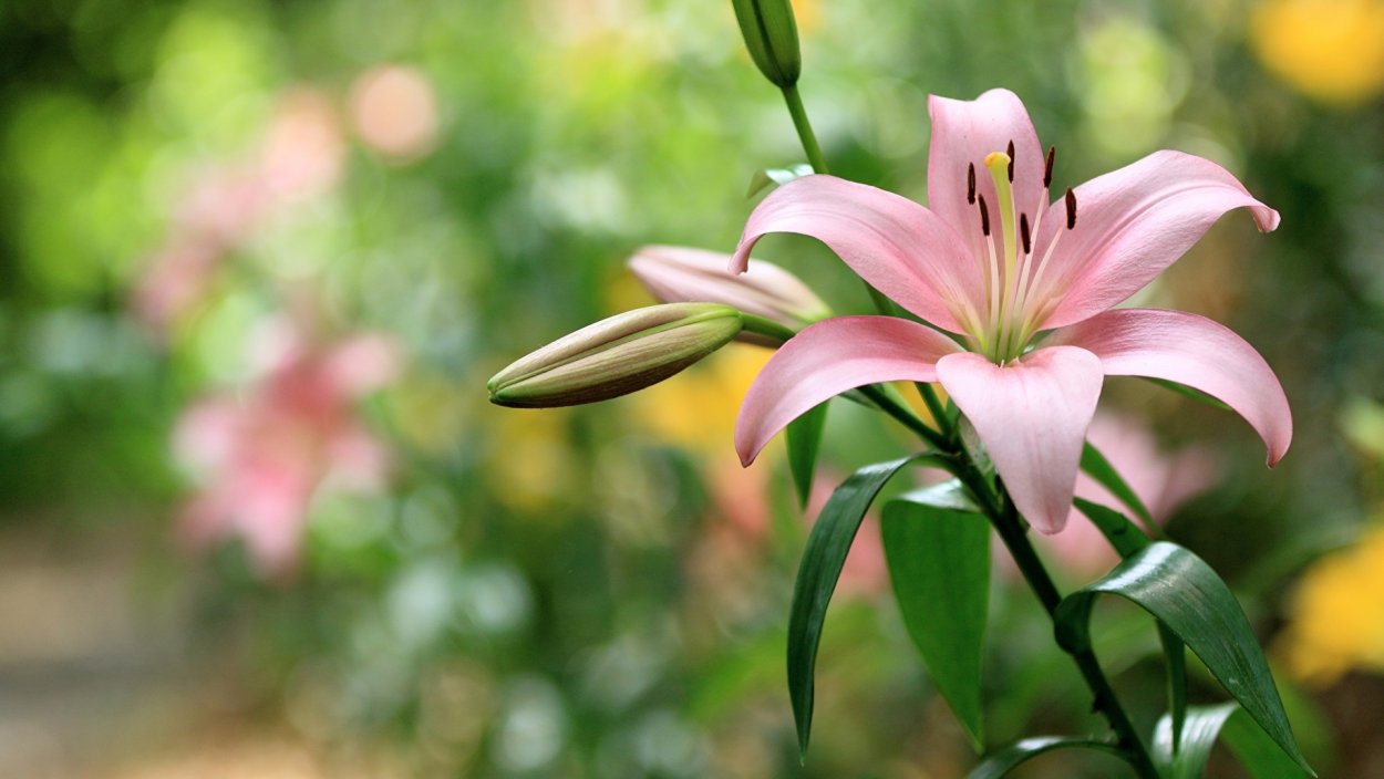 Лилия Фловер Пинк