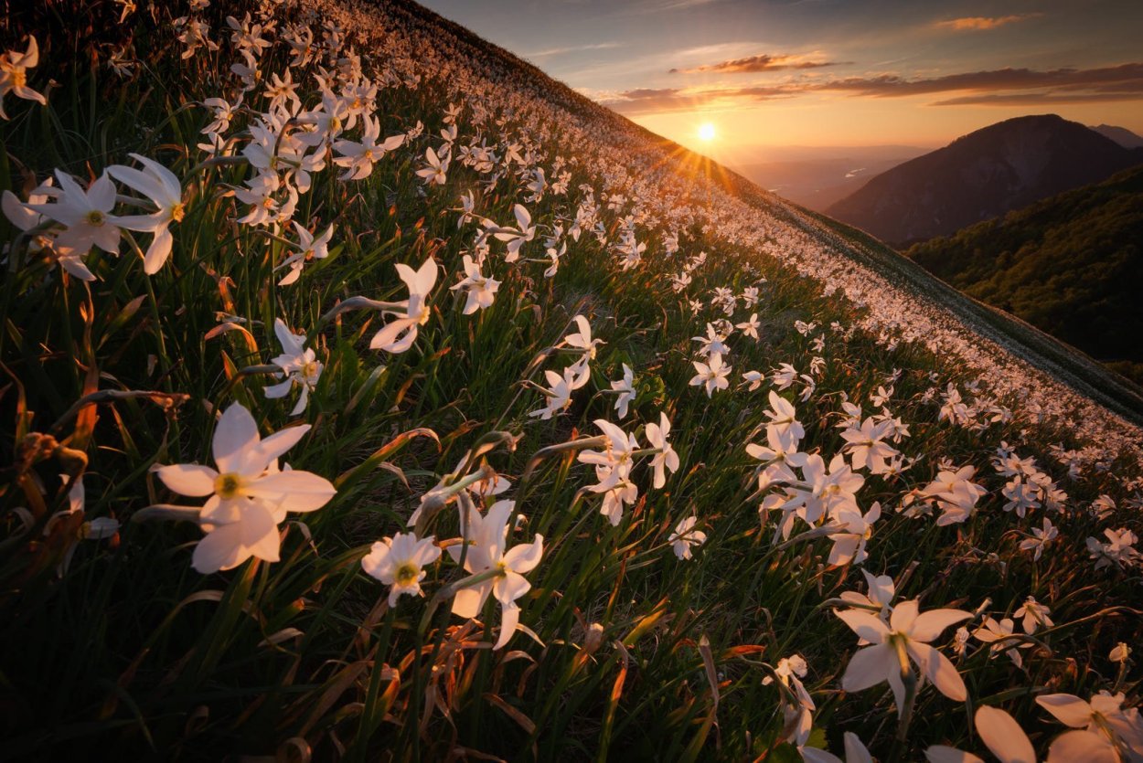 Поле из лилий