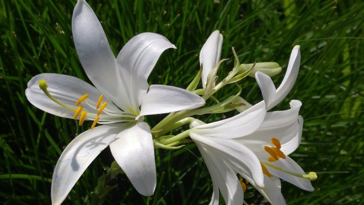 Лилия кустовая белая