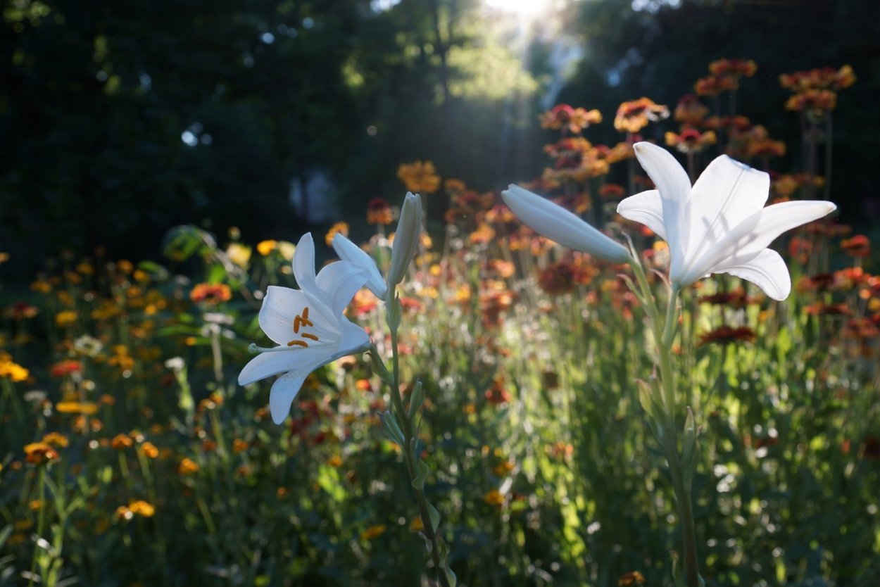 Полевая Лилия