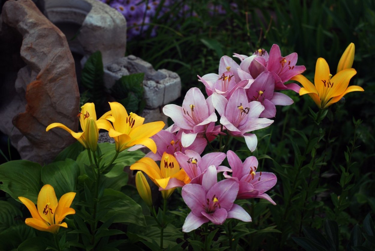 Альпийская Лилия