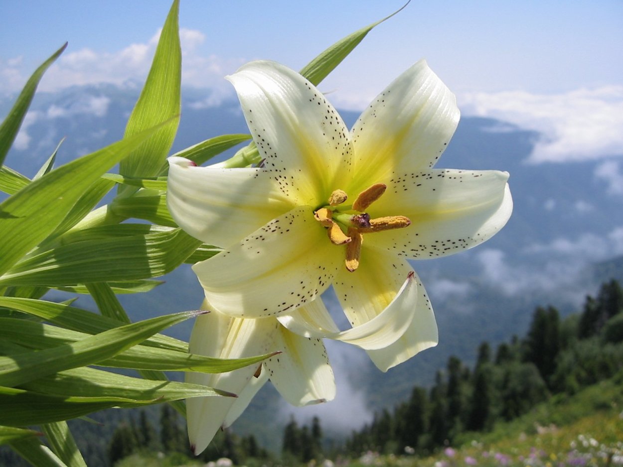 Lilium bosniacum