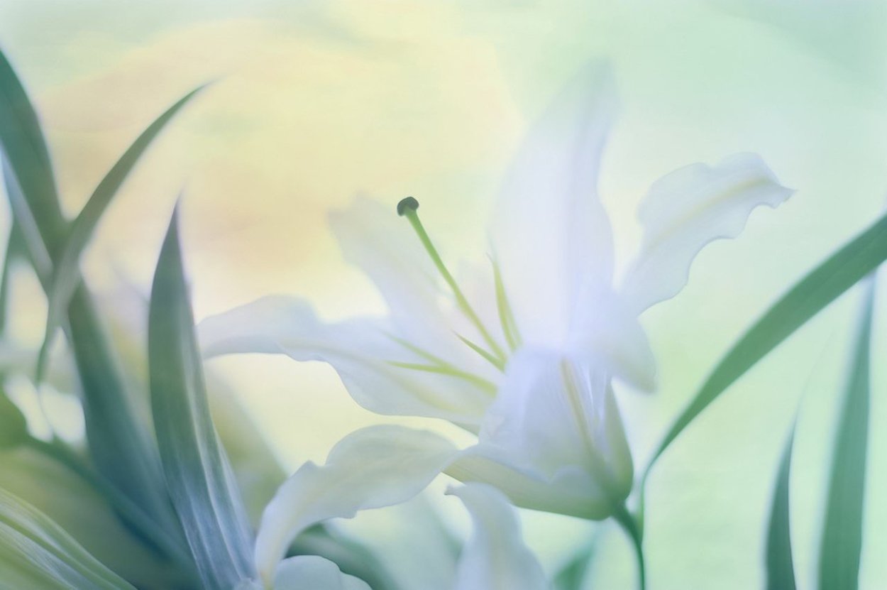 Нежные белые лилии
