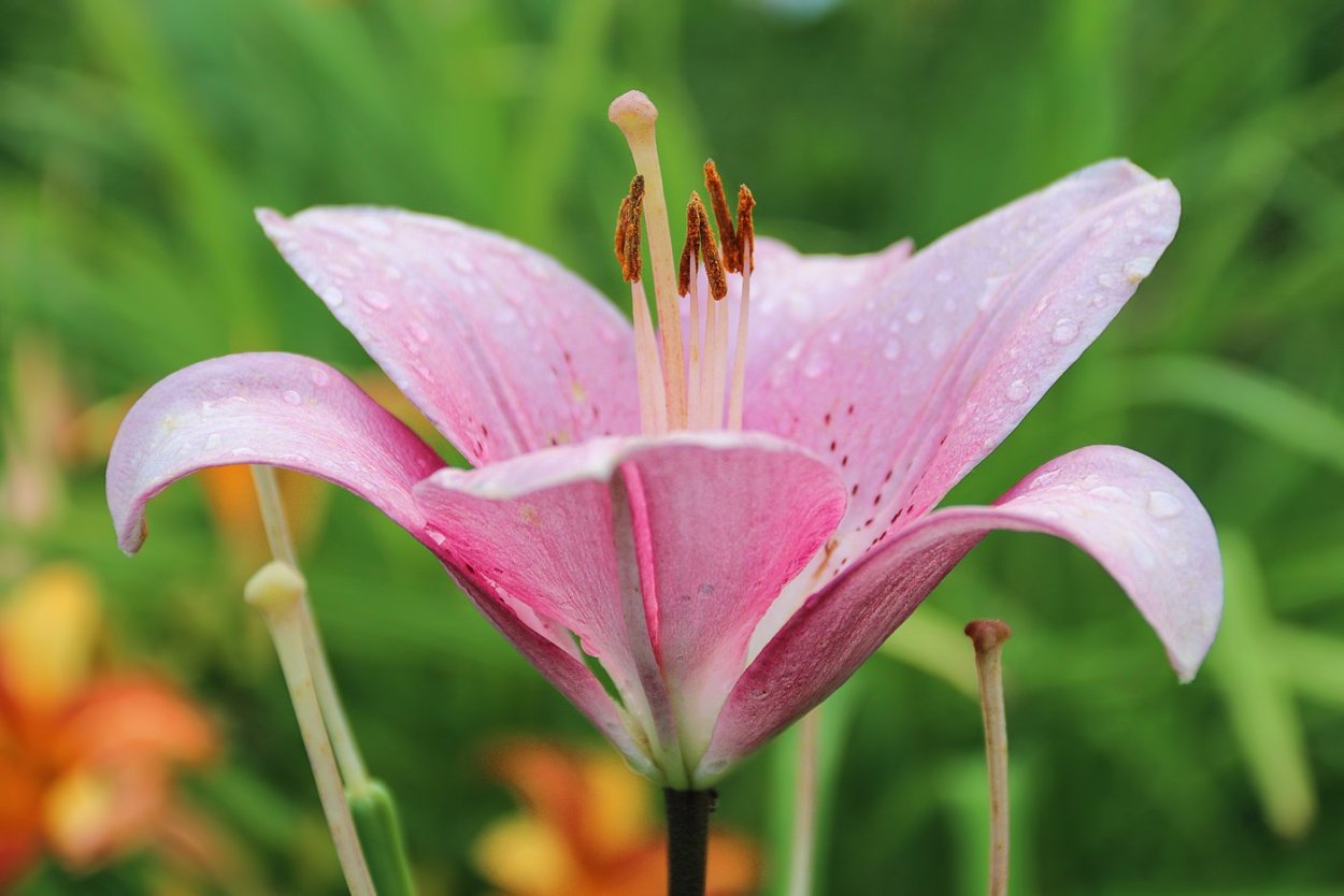 Альпийская Лилия