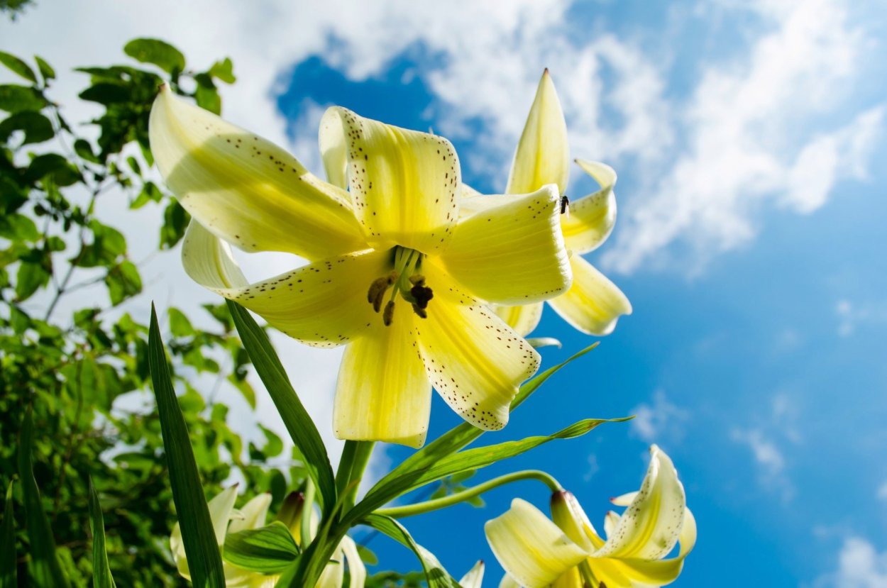 Лилия Голден морнинг