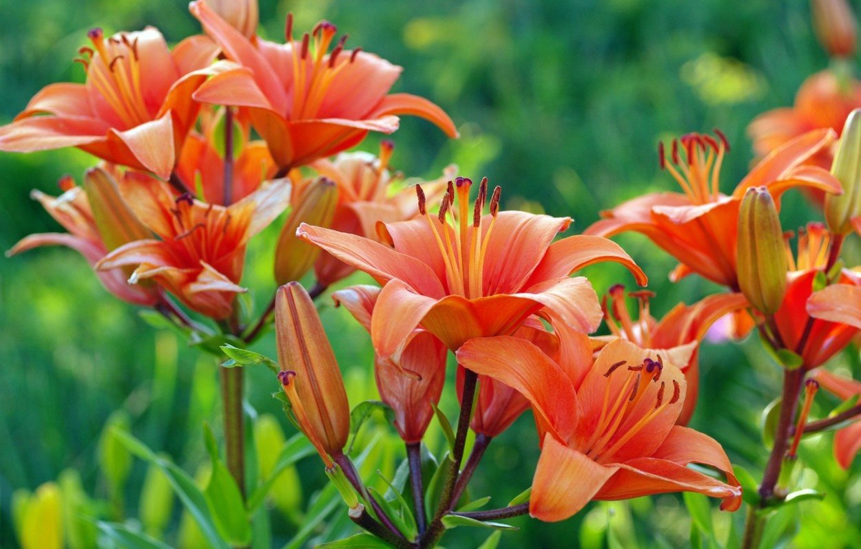 Лилия Ориндж саммер