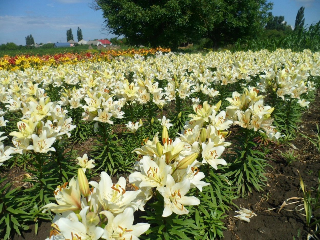 Плантации лилий