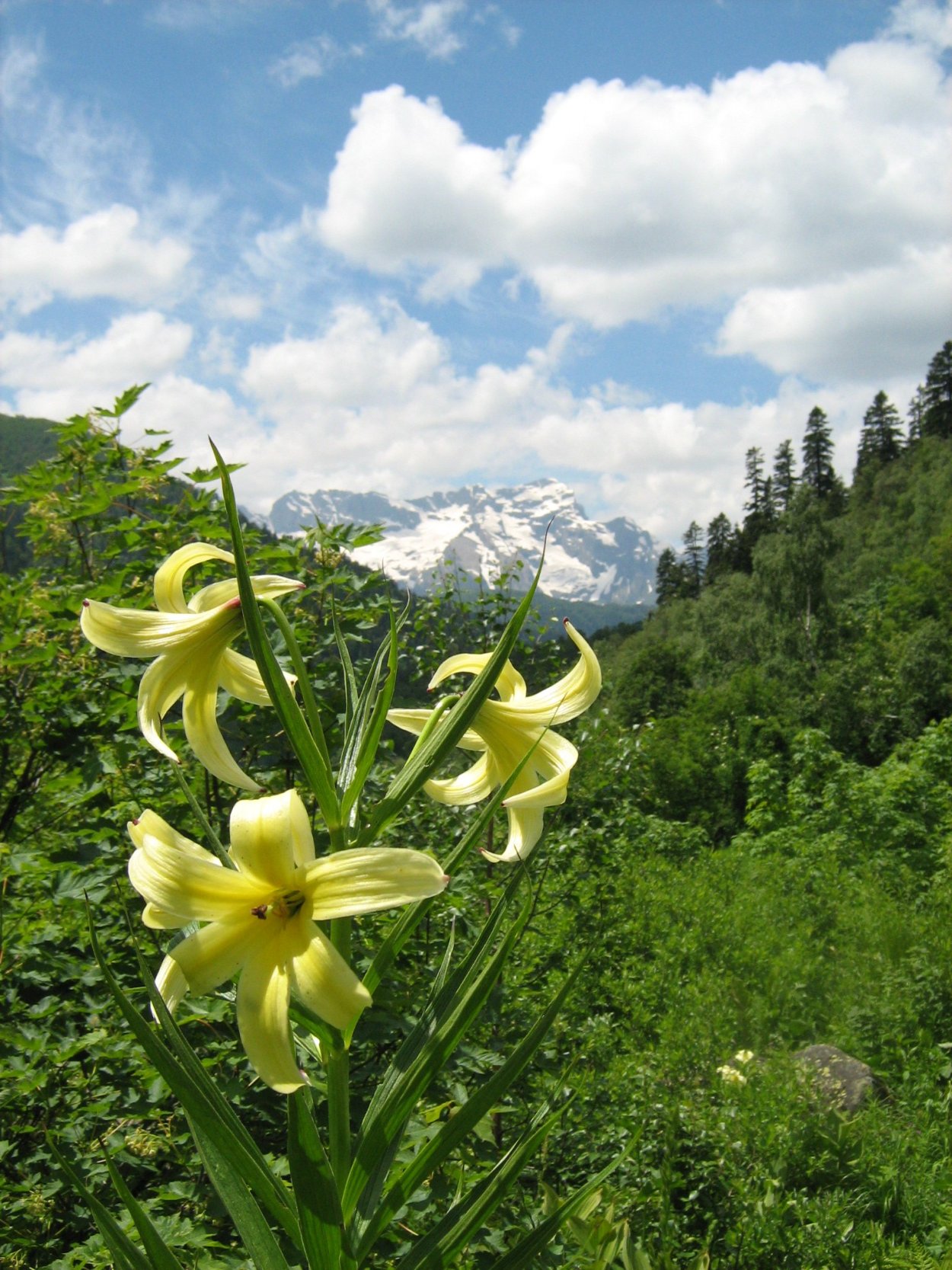 Лилия Кавказская Лилия Кессельринга