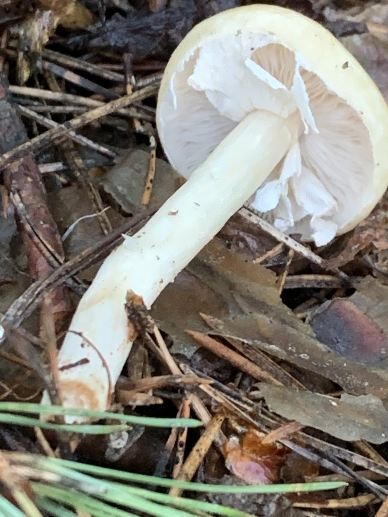 Гриб полевка ранняя