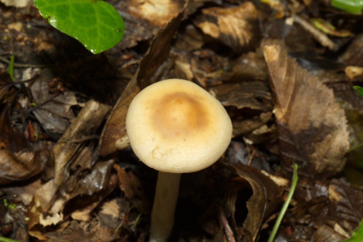 Полёвик ранний Agrocybe praecox