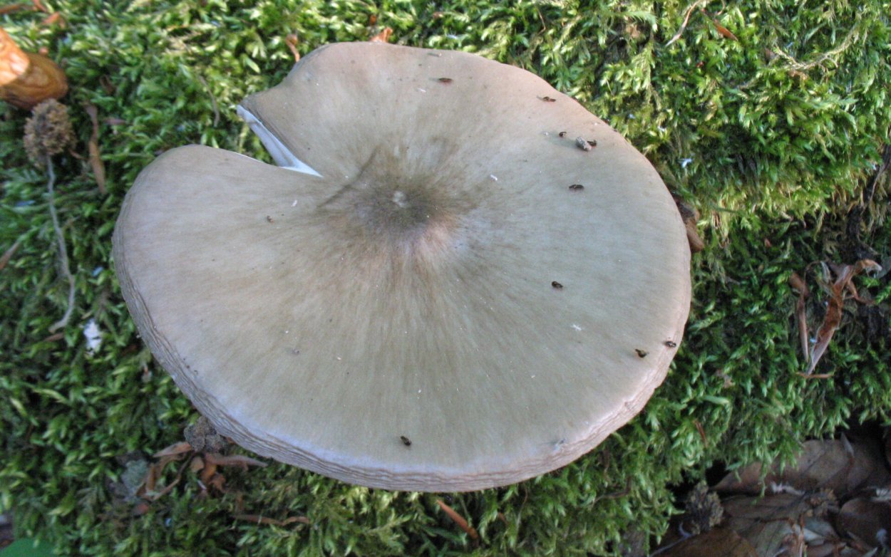 Осенние грибы Агроцибе ранняя