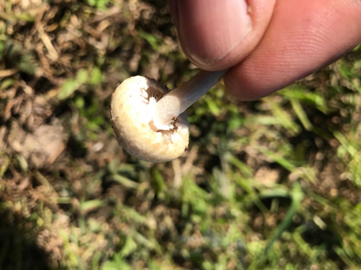 Грибы растущие на пастбище