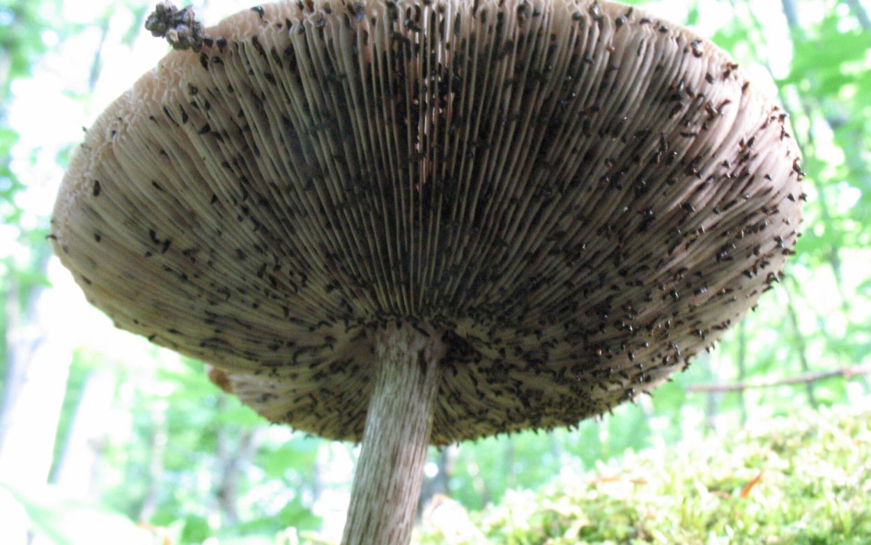 Опёнок весенний Коллибия