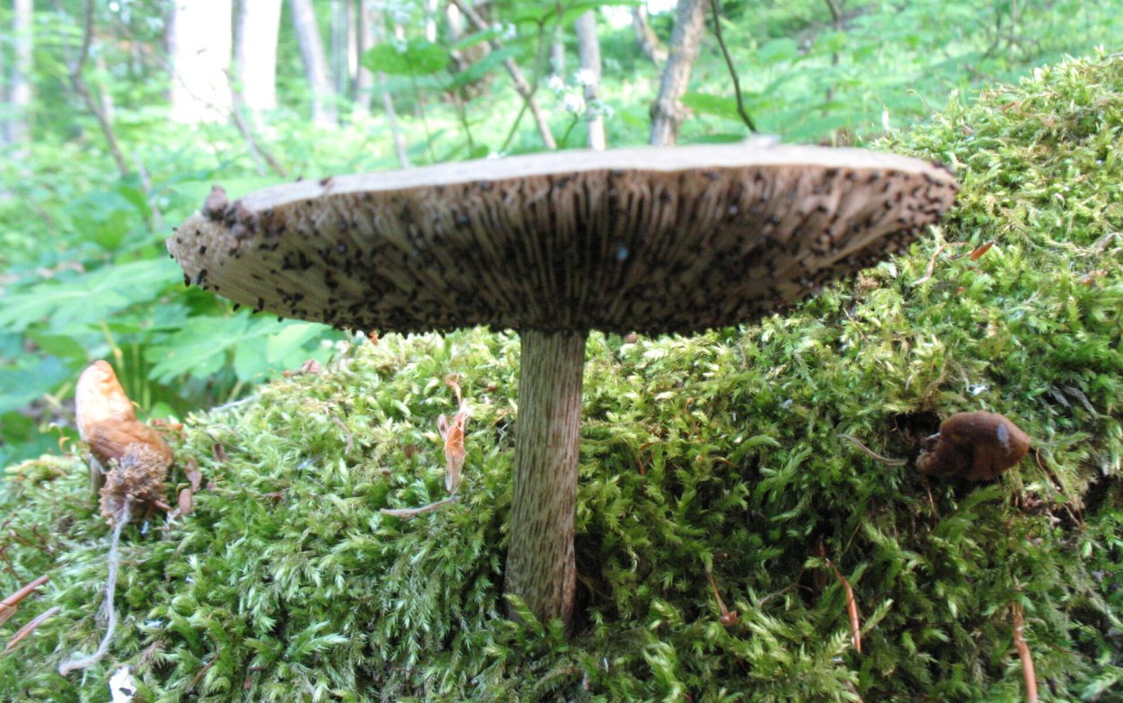 Агроцибе ранняя Agrocybe praecox