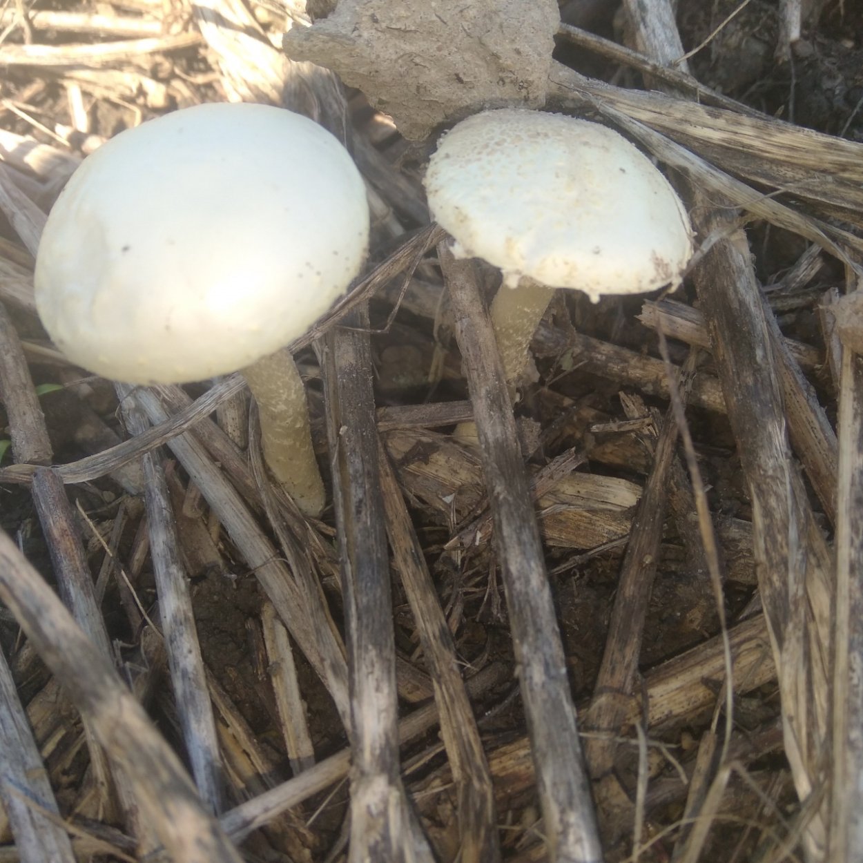 Агроцибе твёрдая