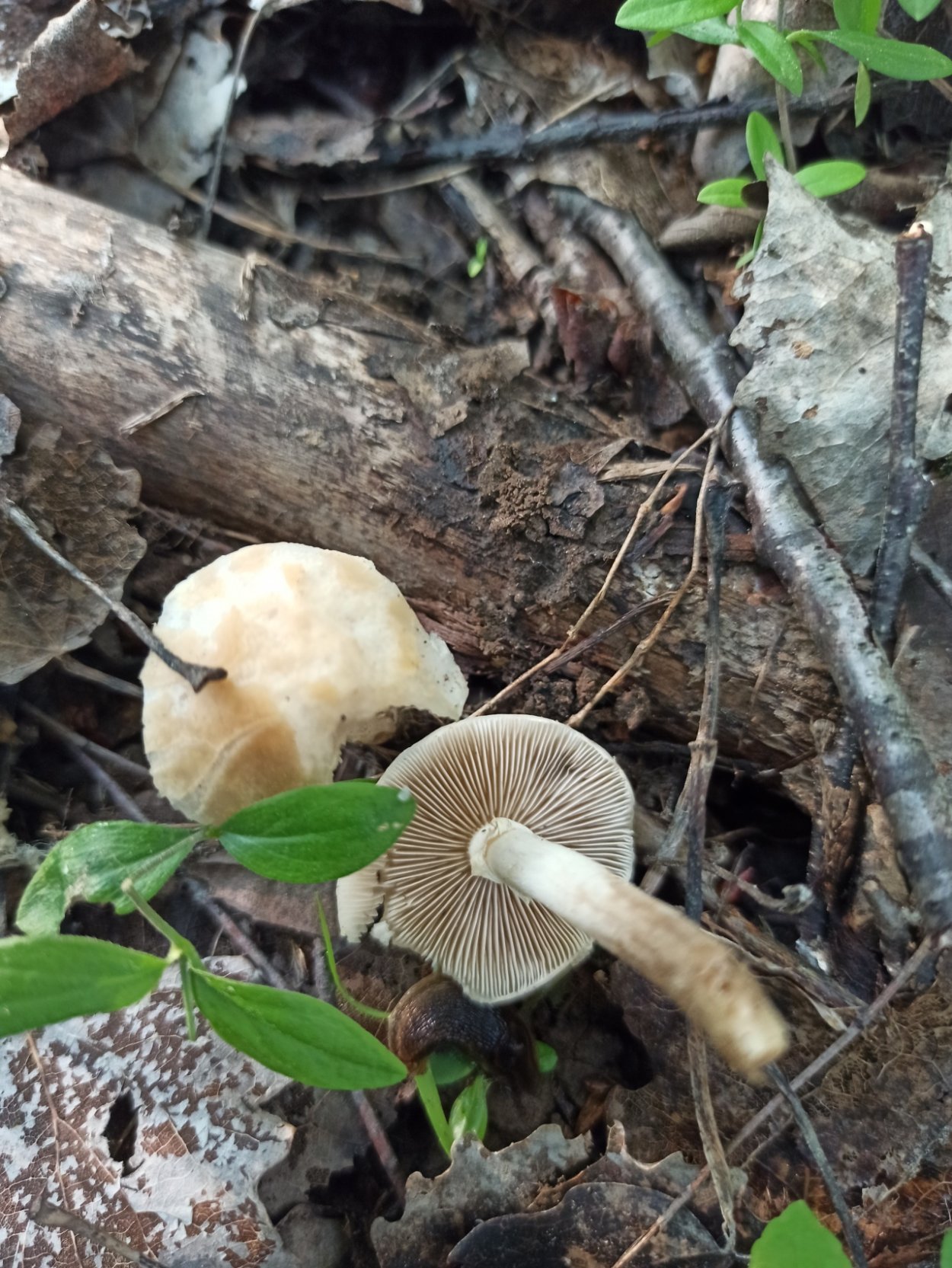 Агроцибе цилиндрическая