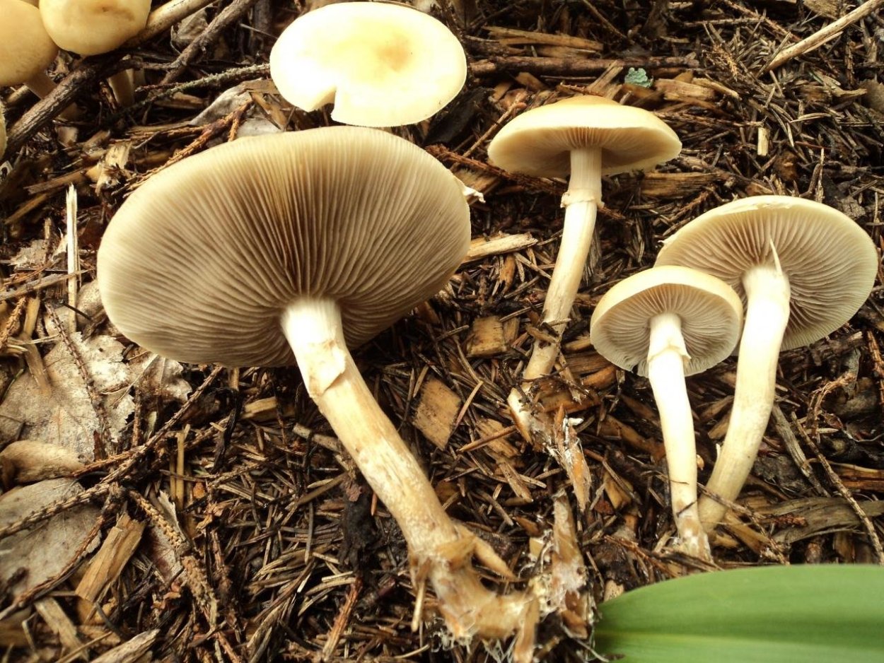 Полевик ранний гриб