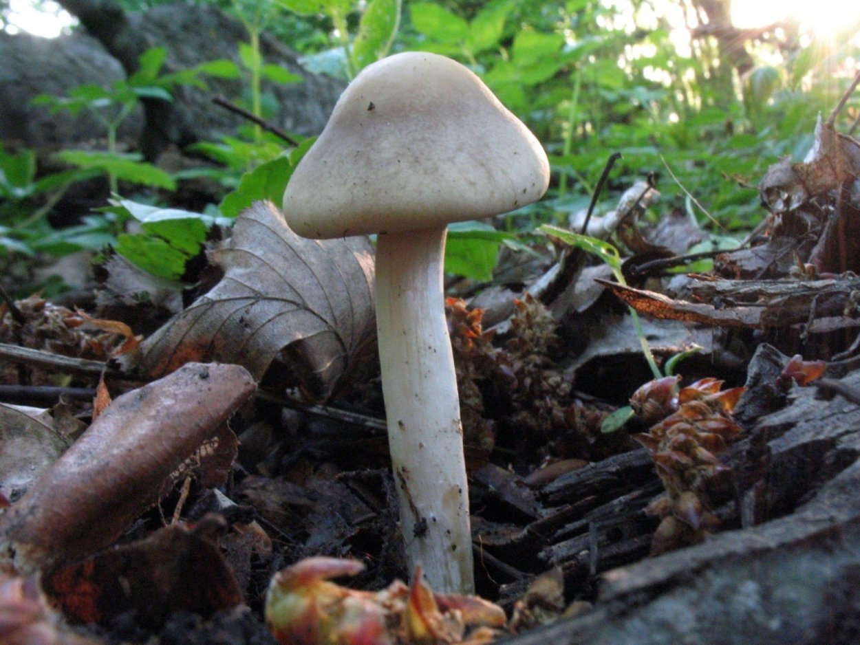 Гриб Агроцибе ранняя