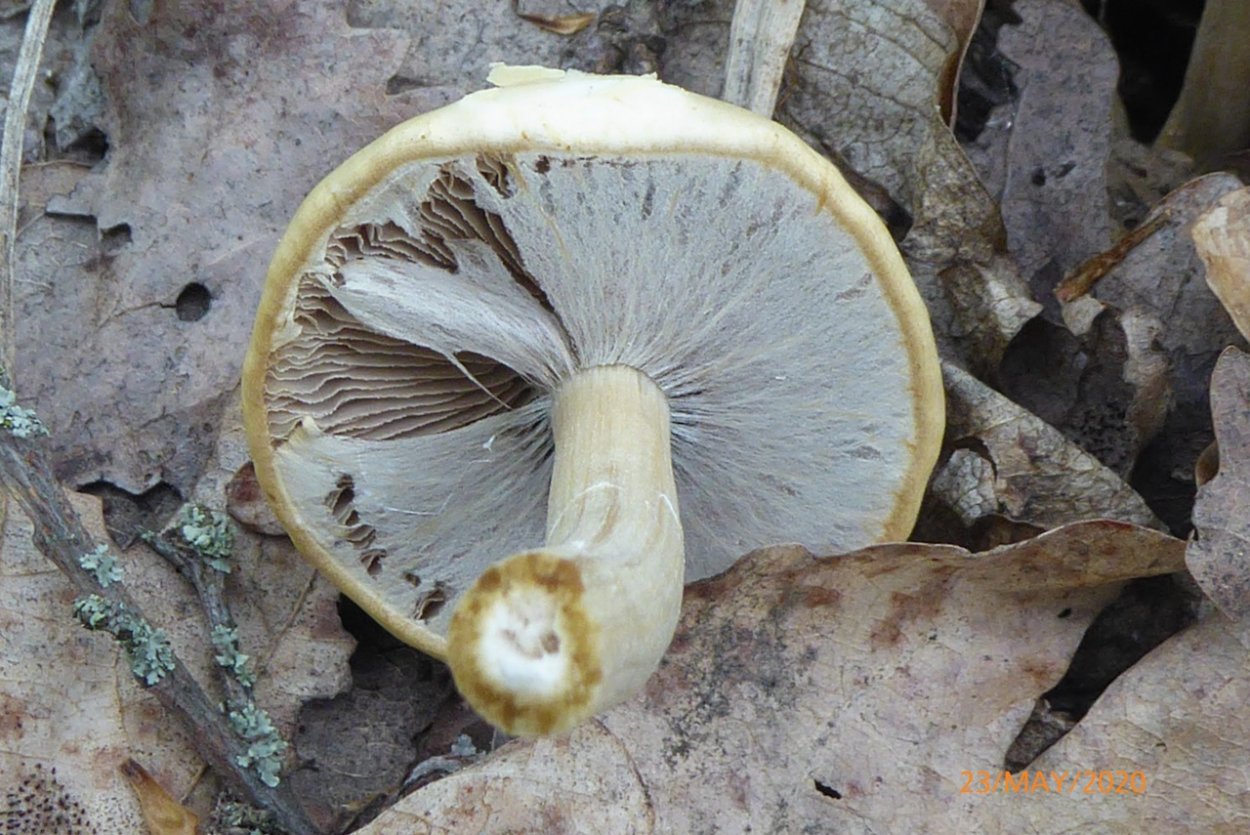 Гриб с иголками круглый