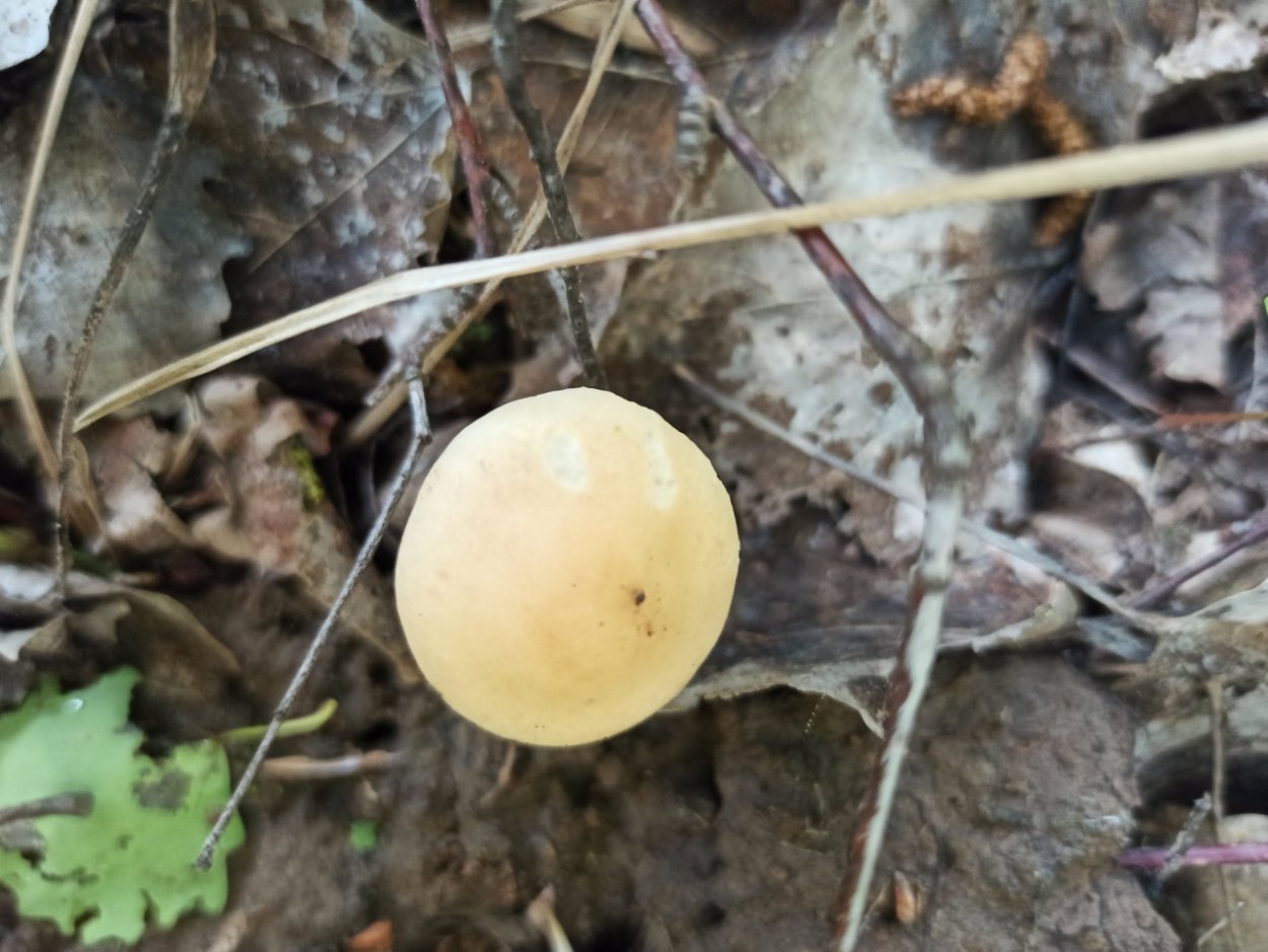 Грибы растущие группами