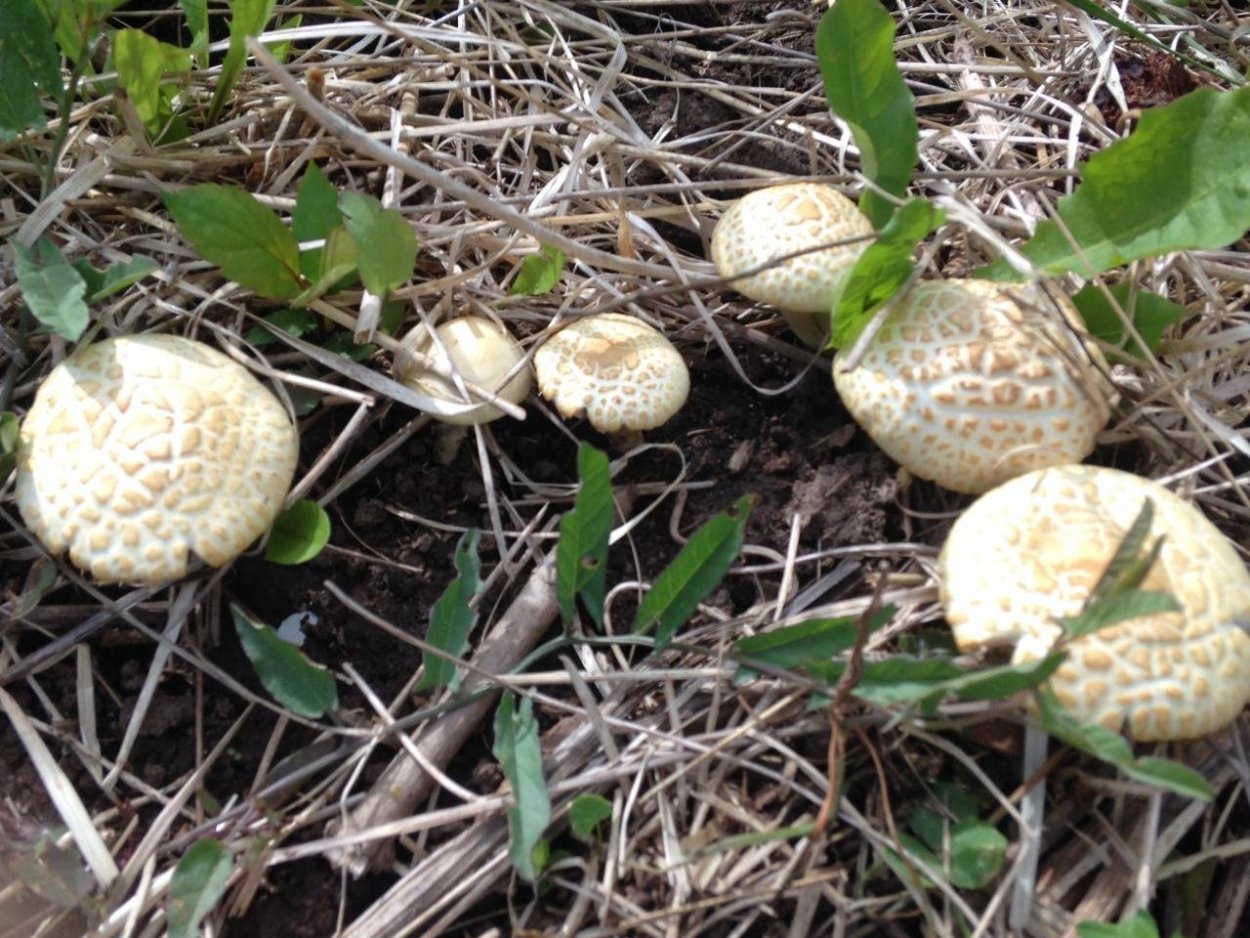 Грибы в Пензенской области 2020