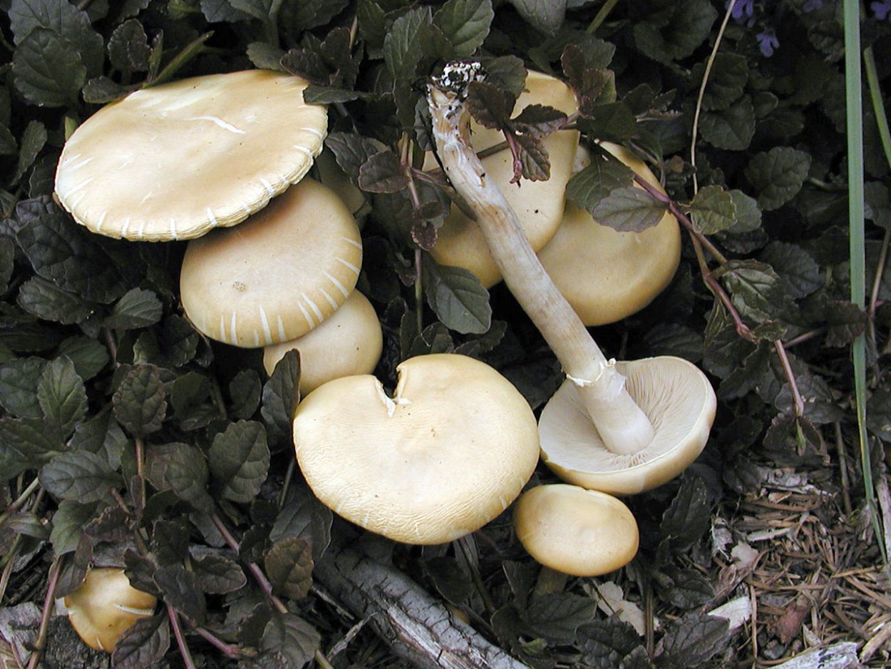 Чешуйчатка ранняя (Agrocybe praecox)
