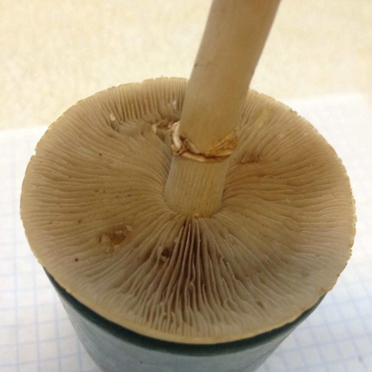 Агроцибе ранняя Agrocybe praecox