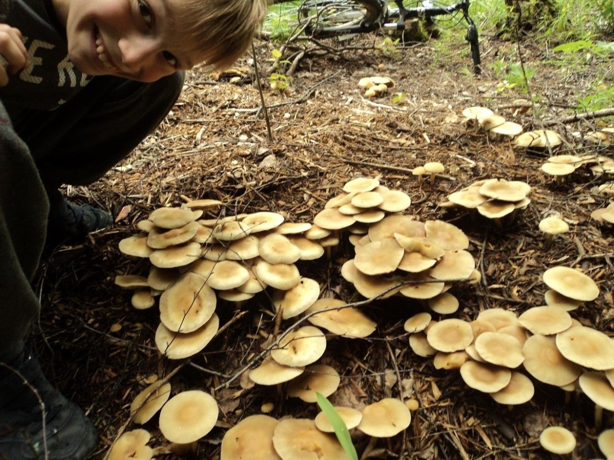 Огромный гриб