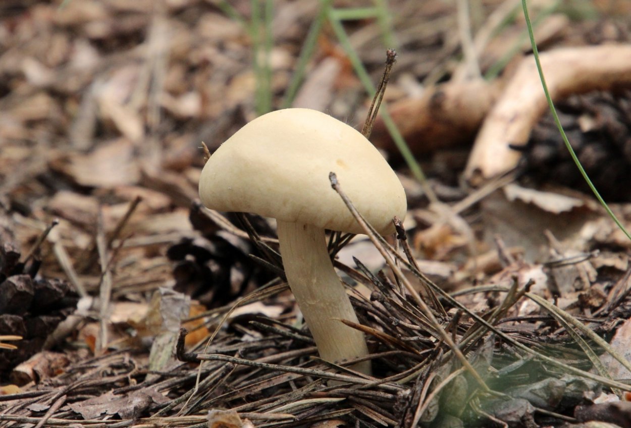 Гриб Агроцибе ранняя