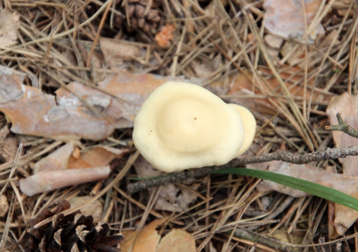 Гриб Полевик