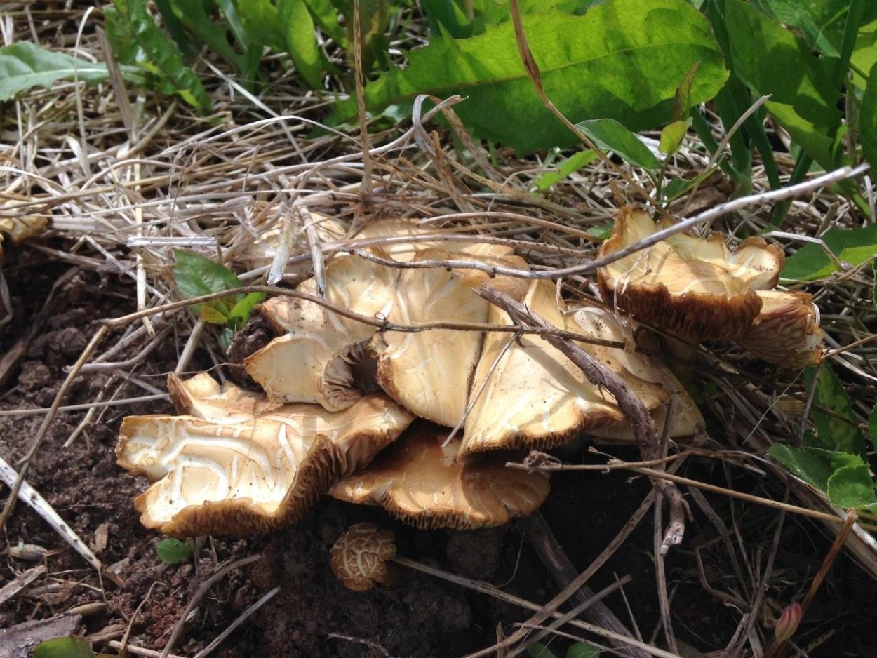 Берестянки грибы