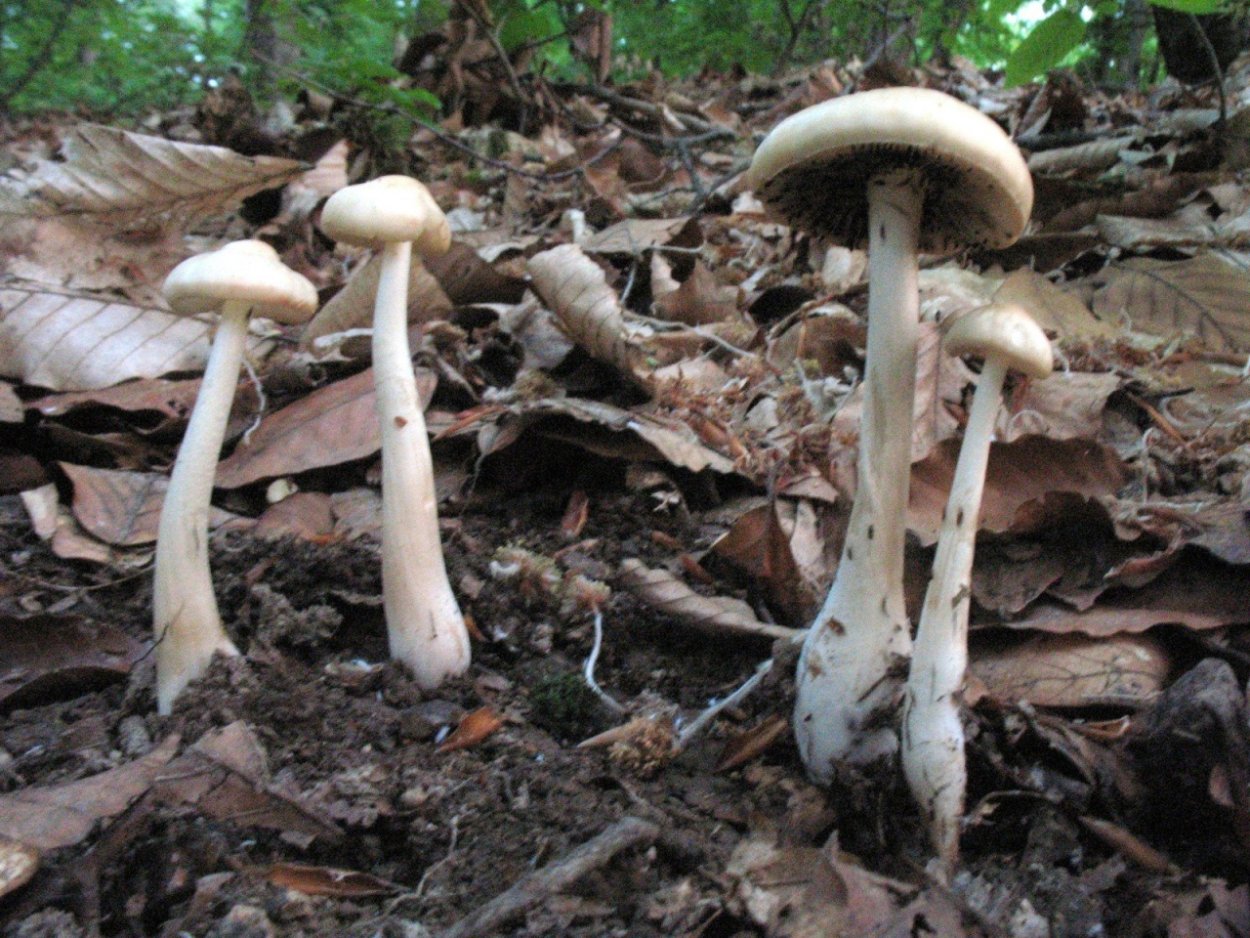 Полевик ранний