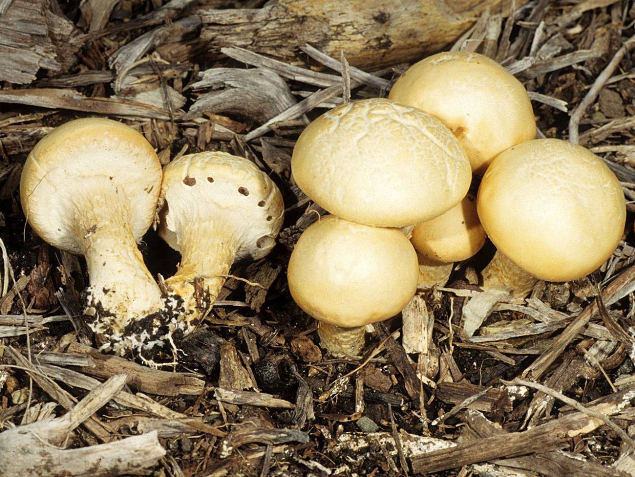 Агроцибе ранняя Agrocybe praecox