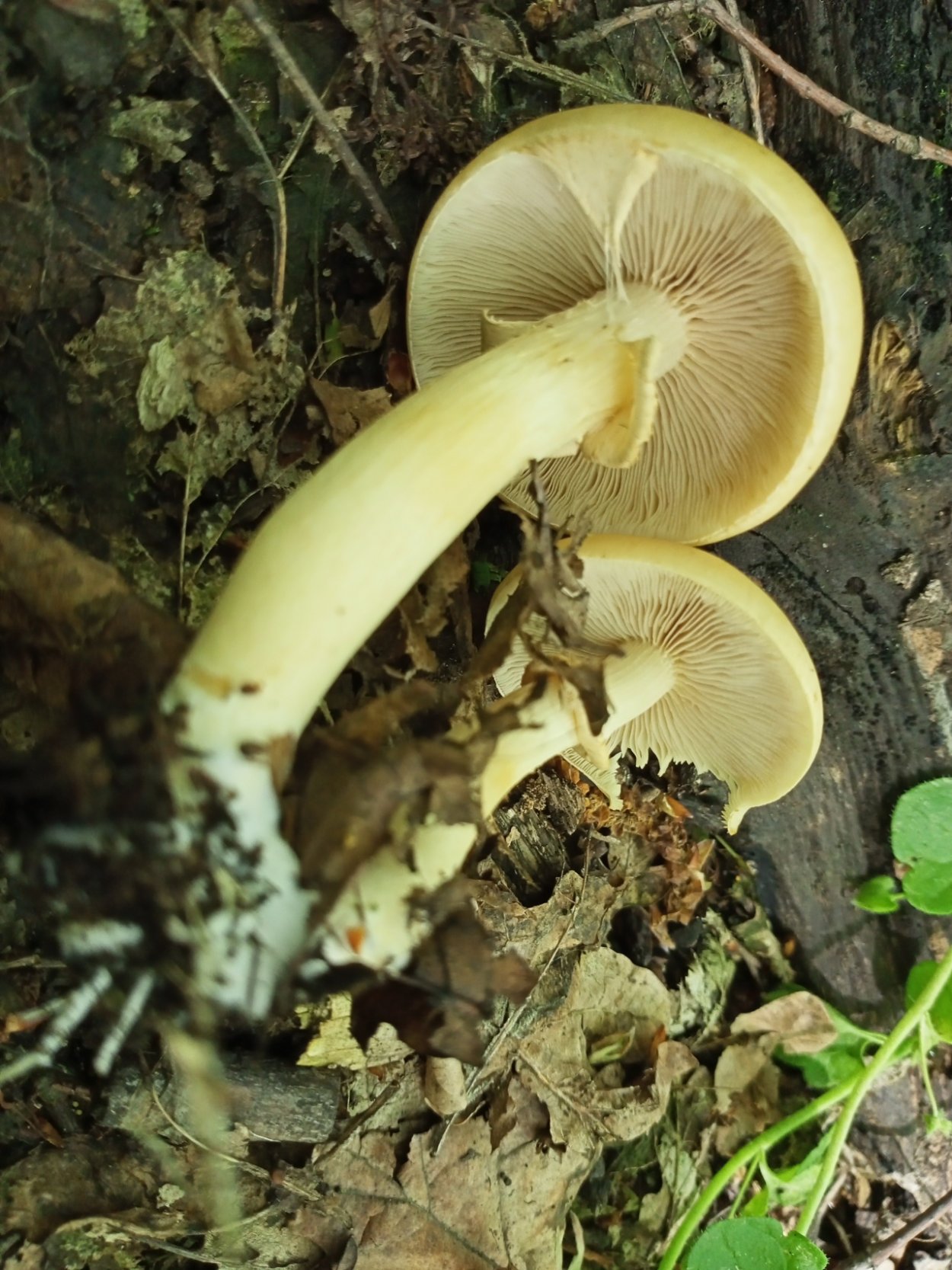 Агроцибе ранняя фото и описание