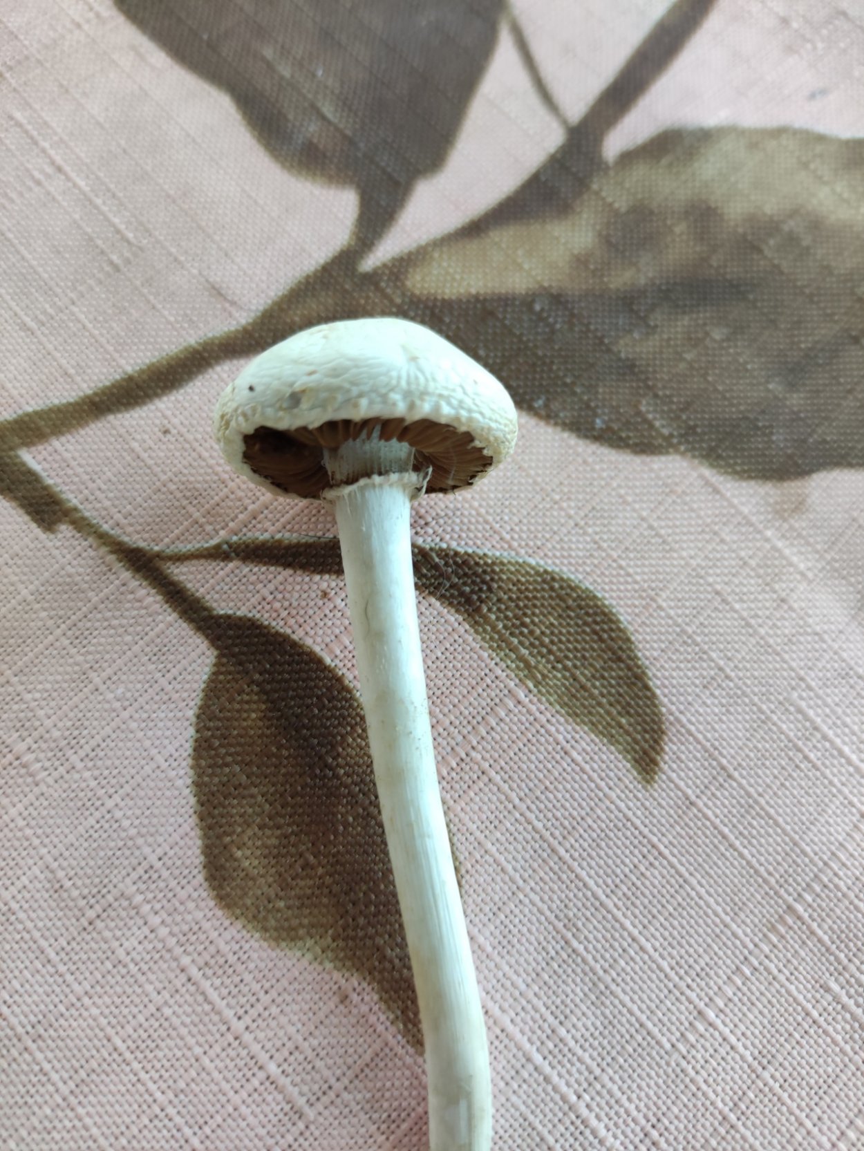 Полевик жесткий гриб