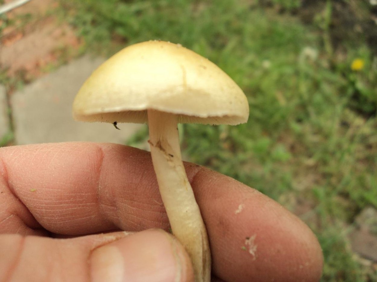 Гриб Агроцибе твёрдая