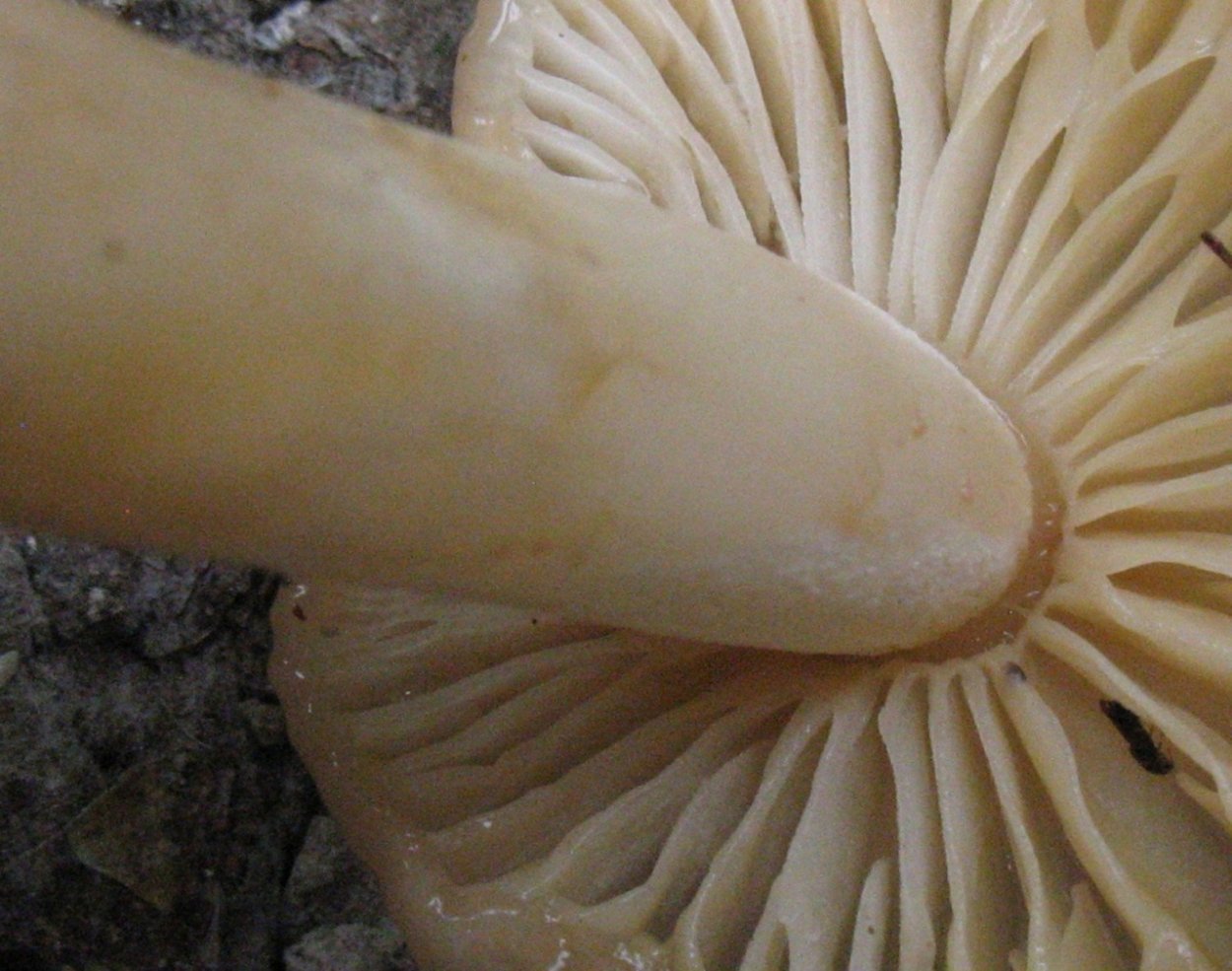 Гриб Пискун