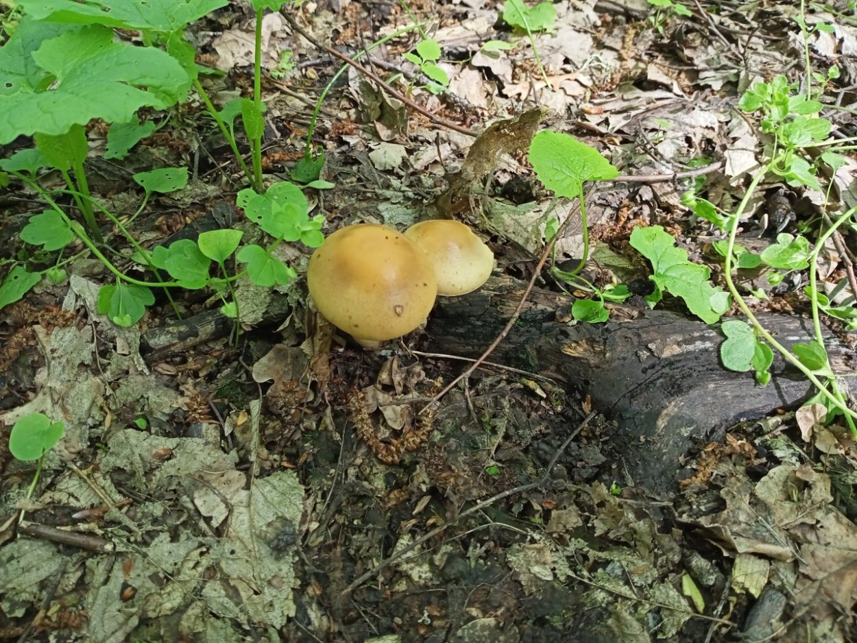 Плютей Олений в разрезе