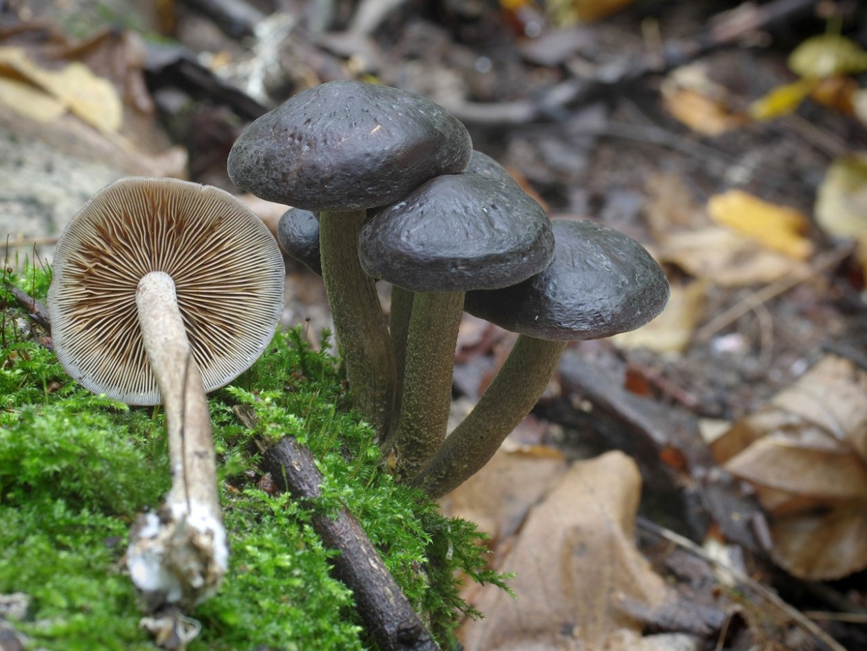 Агроцибе грибы Agrocybe praecox