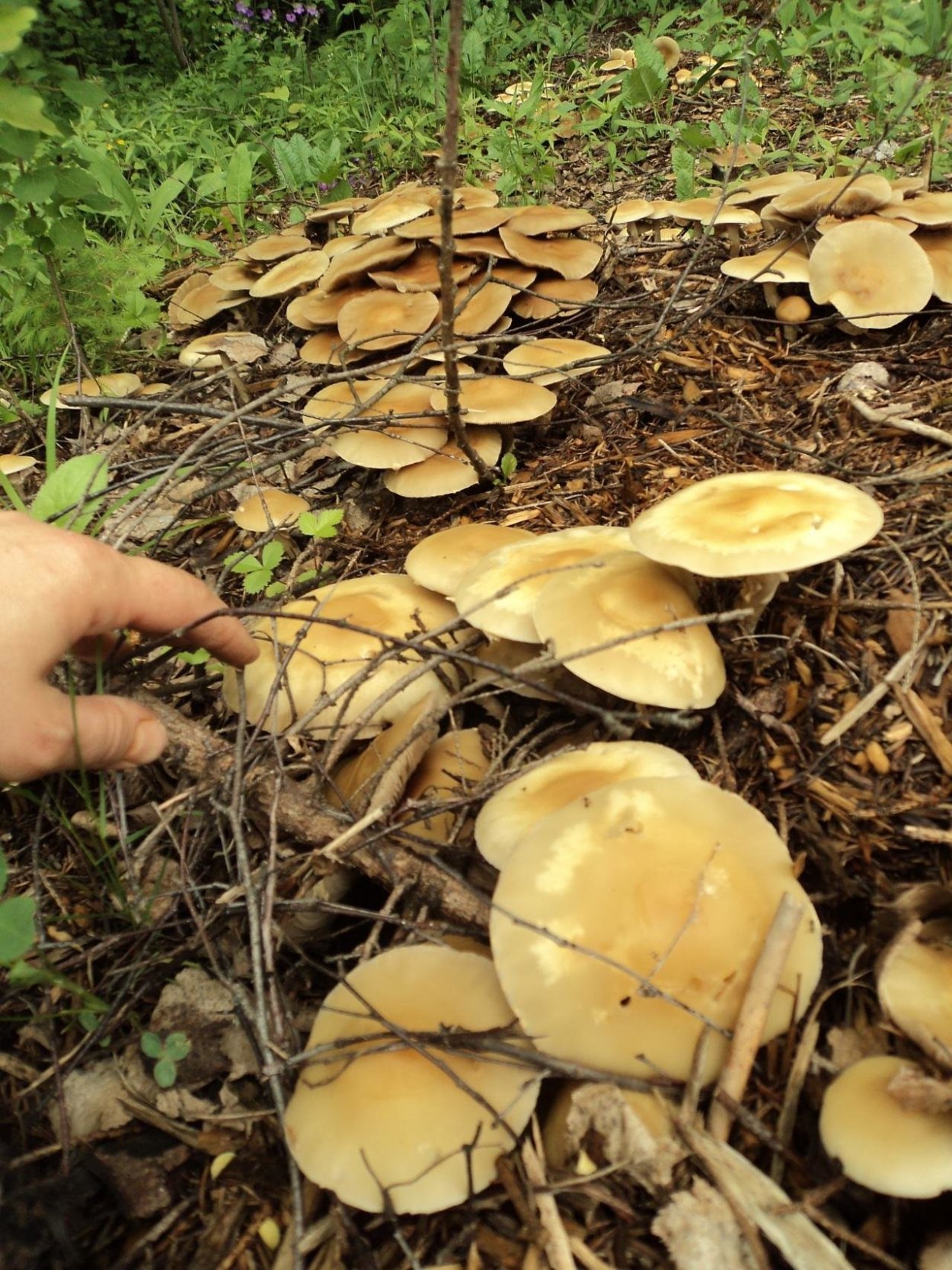 Гриб Полевик осенний