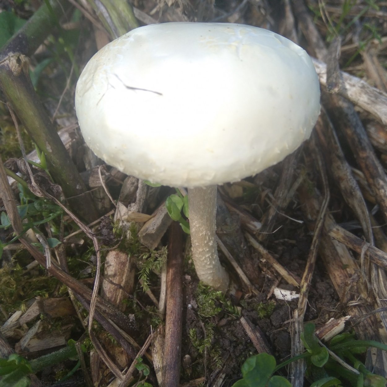 Агроцибе ранняя Agrocybe praecox